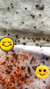 Racun Lalat Tabur 25pcs: Pengendali Lalat Ramah Lingkungan