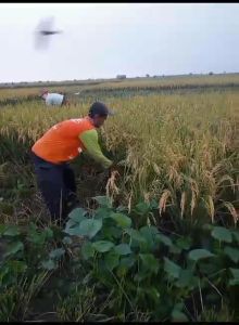 Stuntman Insektisida 500SL - 500ml: Efektif untuk HPBP HPP