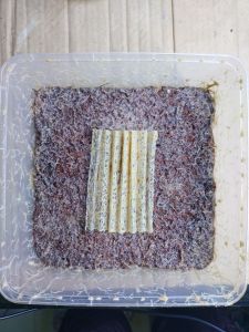 CACING GRINDAL WORM 2000ml GRINDAL WORMS PAKAN HIDUP TETRA CUPANG NEON BURAYAK PAKAN IKAN KECIL CACING GRINDAL