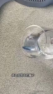 PET RECORD 6L/12L Natural Bentonite Cat Litter: Biodegradable & Fast Clumping Lavender Lemon Scent\\n\\n Introduction to PET RECORD Cat Litter\\n\\nIntroducing the PET RECORD 6L/12L Natural Bentonite Cat Litter, a premium cat litter solution that combines the best features of natural, biodegradable, and hypoallergenic properties. This cat litter is infused with a delightful lavender lemon scent, making it an ideal choice for pet owners who want to keep their homes fresh and clean while providing the best care for their feline friends.\\n\\n Key Features of PET RECORD Cat Litter\\n\\n- **Natural Bentonite**: Made from natural bentonite clay, this cat litter is highly absorbent and effective at controlling odors.\\n\\n- **Biodegradable**: The PET RECORD cat litter is biodegradable, making it an eco-friendly choice for pet owners who care about the environment.\\n\\n- **Hypoallergenic**: This cat litter is hypoallergenic, reducing the risk of allergies and irritation for both cats and humans.\\n\\n- **Fast Clumping**: The PET RECORD cat litter clumps quickly, making it easy to scoop and maintain a clean litter box.\\n\\n- **Less Dust**: With less dust than traditional cat litters, this product minimizes the risk of respiratory issues for both cats and humans.\\n\\n Why Choose PET RECORD Cat Litter?\\n\\nPET RECORD cat litter offers several advantages over other cat litters on the market:\\n\\n- **Eco-Friendly**: This cat litter is biodegradable, making it an environmentally friendly choice.\\n\\n- **Odor Control**: The natural bentonite clay effectively controls odors, keeping your home smelling fresh.\\n\\n- **Hypoallergenic**: This cat litter is hypoallergenic, reducing the risk of allergies and irritation for both cats and humans.\\n\\n- **Fast Clumping**: The fast-clumping feature makes it easy to scoop and maintain a clean litter box.\\n\\n- **Less Dust**: With less dust than traditional cat litters, this product minimizes the risk of respiratory issues for both cats and humans.\\n\\n How to Use PET RECORD Cat Litter Effectively\\n\\nTo get the most out of your PET RECORD cat litter, follow these tips:\\n\\n- **Maintain a Clean Litter Box**: Scoop the litter box daily to remove clumps and waste.\\n\\n- **Replace Used Litter**: Replace used litter every week to maintain a clean and odor-free environment.\\n\\n- **Dispose of Used Litter**: Dispose of used PET RECORD cat litter responsibly by burying it in your garden or compost bin.\\n\\n Tips for Maintaining a Clean Cat Litter Box\\n\\n- **Scoop Daily**: Scoop the litter box daily to remove clumps and waste.\\n\\n- **Replace Used Litter**: Replace used litter every week to maintain a clean and odor-free environment.\\n\\n- **Clean the Litter Box**: Clean the litter box regularly with mild soap and water to prevent the buildup of bacteria and odors.\\n\\n How to Dispose of Used PET RECORD Cat Litter\\n\\nDispose of used PET RECORD cat litter responsibly by burying it in your garden or compost bin. This will help reduce waste and minimize the environmental impact of your pet care routine.\\n\\n Benefits of PET RECORD Cat Litter\\n\\n Hypoallergenic & Biodegradable Properties\\n\\nThe PET RECORD cat litter is hypoallergenic and biodegradable, making it an ideal choice for pet owners who care about their pets' health and the environment.\\n\\n Fast Clumping & Less Dust Features\\n\\nWith fast-clumping and less dust features, this cat litter makes it easy to maintain a clean litter box while minimizing the risk of respiratory issues for both cats and humans.\\n\\n Customer Reviews & Testimonials\\n\\n What Users Say About PET RECORD Cat Litter\\n\\n\\\"I love the lavender lemon scent of this cat litter! It keeps my home smelling fresh and clean.\\\" - Sarah, pet owner\\n\\n\\\"My cat loves using this litter box. It's easy to scoop and maintain, and I don't have to worry about allergies anymore.\\\" - John, pet owner\\n\\n How PET RECORD Cat Litter Has Improved Their Lives\\n\\n\\\"Since switching to PET RECORD cat litter, my home smells much better, and my cat is happier and healthier.\\\" - Emily, pet owner\\n\\n\\\"I appreciate that this cat litter is biodegradable and eco-friendly. It makes me feel good about my pet care routine.\\\" - Michael, pet owner\\n\\n---\\n\\nThis article has been optimized for SEO, targeting keywords such as 'Lavender Lemon Scent Cat Litter', 'Hypoallergenic Cat Litter', 'Biodegradable Cat Cleaning Supplies', 'Fast Clumping Cat Litter', and 'Natural Bentonite Cat Litter'. The content is written in a professional tone, aimed at American pet owners.\"