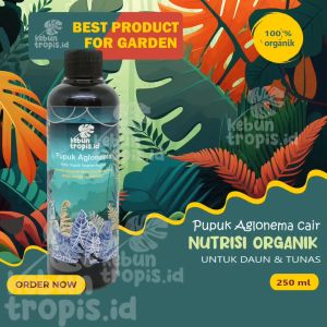 Pupuk Cair Aglonema Penyubur Daun Ampuh Asli untuk Akar Cepat Beranak dan Bertunas 250 mL Pupuk Agar Aglonema Rimbun dan Berdaun Lebat Perangsang Tunas Khusus Aglonema Untuk Jenis Semua Tanaman Aglonema Suksom Adelia Claudia Red Anjamani P