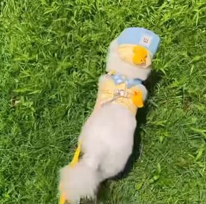 Adorable Vest Pet Harness and Leash Set Cotton Retractable for Cats and Small Dogs with Matching Sun Hat Outdoor