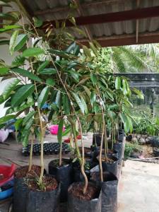 ทุเรียนหมอนทองเสียบยอดแล้วพร้อมลงแปลงปลูก ความสูง 50-60ชม.ชุด2ต้น**ชื้อ10แถม1ต้น