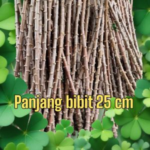 bibit singkong mentega panjang 25 cm isi 8 sampai 10 batang