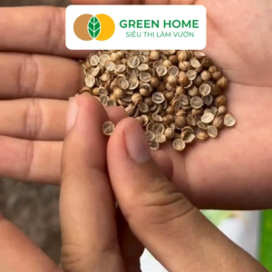 Hạt giống Greenhome Củ Quả  Rau Ăn Lá Gia Vị Các Loại Hoa Trồng Quanh Năm Năng Suất Cao