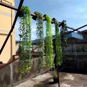 Azgalery PBP54 / Daun Rambat Plastik Tanaman Hias Artificial Dekorasi Dinding Ruangan Jenis Hoya Costa Ornamen Pot Bunga Hias Pajangan Indoor Hanging Leaf / COD