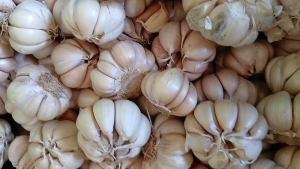 500 gr bawang putih bersih segar