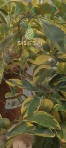 Garden Anti Bird Netting Netting for Plant Anti Bird Pest Control Protection Net Vegetable Climbing Netting