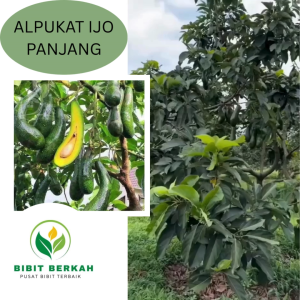 Bibit Alpukat Panjang Okulasi Tinggi 50–70 cm – Cepat Berbuah Daging Tebal Buah Lonjong Unik!
