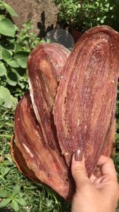 500gr Khô Rắn Miếng Thịt Dày Vị Thơm Ngon Cay Nhẹ thịt dẻo dai ăn rất thơm ngon- VỰA KHÔ MINH TRIẾT