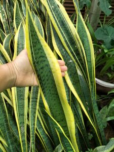 ลิ้นมังกรขอบทอง (ชุดละ 5 ต้น) สูงตั้งแต่ 1 ฟุตขึ้นไป