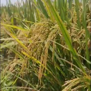 BIBIT BENIH PADI VARIETAS RESPATI TERBARU BERAT 10 KG