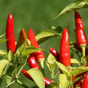 SILI SEEDS HYBRID TINGALA SUPER F1