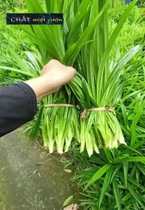 1kg Lá Dứa TƯƠI dùng thổi xôi nấu chè làm bánh làm mứt làm sữa đậu nành