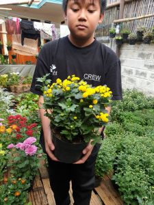 TANAMAN HIDUP Bunga Krisan Aster Kuning PomPom