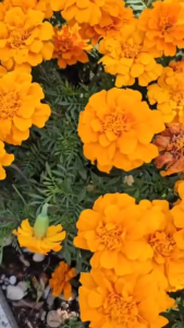 (Gói 100 hạt) Hạt Giống Hoa Vạn Thọ Ban Mai TMAR225 THẾ GIỚI GIỐNG HOA - Màu vàng cam