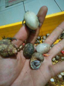 6 keong kelomang balap umang-umang