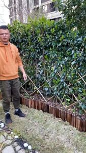 Thatch Rake 3 Sections Stainless Steel Dethatcher Lawn Rake for Clearing Dead Grass