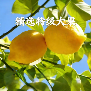 GUOXIANGQIAN | Natural Lemon Freeze Dried Slices