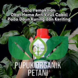 Pupuk Bule Cabe Obat Hama Anti Virus Keriting Patek Daun Kuning Pada Cabaiobat Semprot Daun Keriting Dan Kuningpupuk Cabe Cair Mengatasi Hama Tanaman