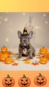 ชุดฮาโลวีนสำหรับสัตว์เลี้ยง หมวกแม่มด ผ้าคลุมฮาโลวีน พร๊อพใส่คอ ชุดแฟนซีฮาโลวีนสำหรับหมาแมว ต้อนรับวัน HALLOWEEN น่ากลัวมาก ชุดแม่มด ชุดแม่มด ฮาโลวีน - Lazada