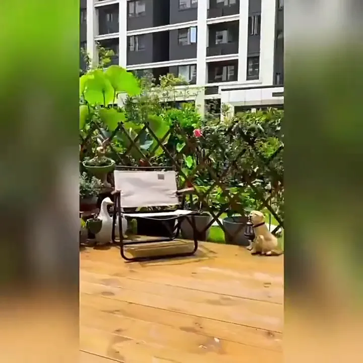 รั้วไม้แบบยืดหดได้ DIY สำหรับตกแต่งสวน