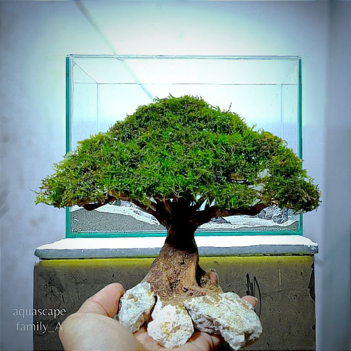 bonsai beringin aquascape uk.p20.cm Lazada Indonesia
