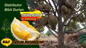 Bibit Durian Sertifikat Bergaransi Asli
