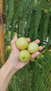 มะขามป้อม ยักษ์ การันตีใหญ่กว่าเหรียญสิบทุกลูก เก็บใหม่เก็บสดทุกวันจาก "หมิว ไร่ป้อม"