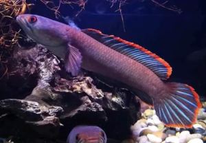 CHANNA LIMBATA ORI BUKIT SAIZ 2INCI