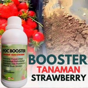 Pupuk buah strawberryPupuk pelebat buah strawberryPupuk penyubur buah strawberryPupuk buah