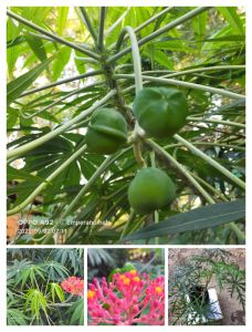 Bibit Tanaman Herbal Yodium atau Tanaman Betadine