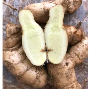 1Kg NGÃI CHỐNG ĐỘC chính gốc ở núi (Nói không hàng nghệ trắng)