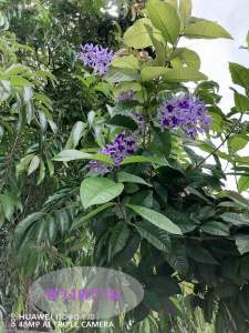 พวงคราม ต้นเพาะชำ