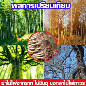 รากไม้เน่า200% ยากำจัดต้นไม้ 1ถุงโรย100กิโลเมตร ต้นไม้100ปี เน่าใน 1 วัน ยากำจัดต้นไม้ใหญ่ แค่โรยเพียงเล็กน้อย กำจัดต้นไม้ ไม่ต้องตัดต้นไม้ด้วยมือ ไม่เป็นอันตรายต่อดิน หน้าบ้าน หลังบ้าน ต้นไม้ใหญ่ ต้นไผ่ วัชพืช การกำจัด 100%ผงกำจัดต้นไม้ ผงกำจัดต้นไผ่ - Lazada