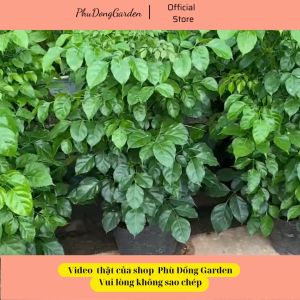 Cây Hạnh Phúc cao 80cm - 1m lá cực sum suê | Cây phong thủy trồng trong nhà hoặc sân vườn (ảnh thật)