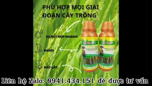 ĐẠO ÔN SỐ 1 CHAI 250ML COMBO 10 CHAI TANG 10 CHAI THAM SAU SU KẾT HỢP MẠNH - MẠNH VÀ MÁT CÂY