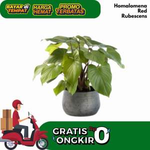 Tanaman Hias Langka Homalomena Rubescens Red Batang Merah Kualitas Premium