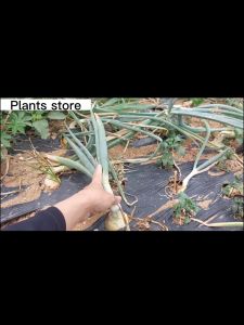 Yellow Onion (500 pcs) and Red Onion (5g) vegetable seeds premium gardening High yielding