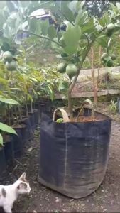 Bibit Jeruk Lemon California sudah berbuah besar
