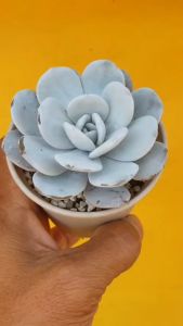 ต้นไม้อวบน้ำ กุหลาบหิน อิชิเวเรียเลาอาย ลาวอ้าย Echeveria Laui ตรงกับเครื่องดื่มด้วย แบบ ต้นไม้อวบน้ำ กุหลาบหิน