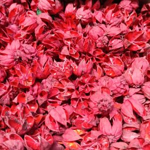 Kelopak Rosella merah - kelopak Rosella kuning - kelopak Rosella hijau - kelopak kering Rosella - Rosella kerajinan - 100 gr kelopak Rosella