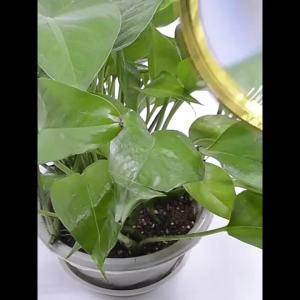 Kính Lúp Cầm Tay Bằng Kim Loại HD 50x Để Đọc Sách Quan Sát Đồ Trang Sức Côn Trùng Khoa Học Quan Sát Mặt Trời Bắt Lửa