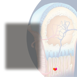 Color Atlas and Text of Histology - 9781496346735 - C&E Bookshop