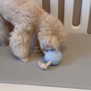 SUPWOW TUG ROPE TOY / ของเล่นบีบมีเสียงพร้อมเชือกดึง สำหรับสุนัข