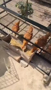 Large Chicken Egg Cage Pet Wire Mesh Breeding Cage STEEL Indoor Breeding All Breed