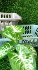 6Pcs Keranjang Nampan Wadah Plastik Serbaguna Multifungsi HP