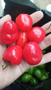 Cabe Gendot Merah Fresh 500 Gram