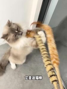 Cat Toy Bell Feather Funny Cat Rod Toy Cat Toys Interactive Cat Accessories Pet Cat Supplies Cats Toys Feathers Interactive Toys