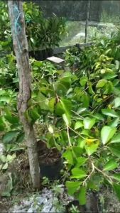 Bibit Rambutan Garuda Besar Hasil Okulasi Siap Berbuah